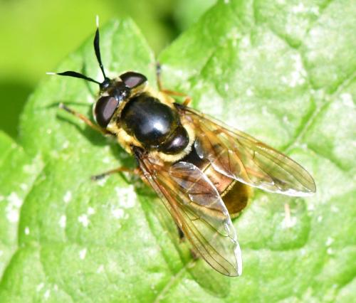 Réf. 288 692 : Callicera aurata